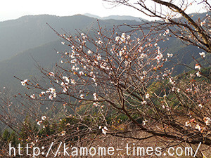 桜山公園の冬桜