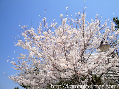 お台場の桜その４